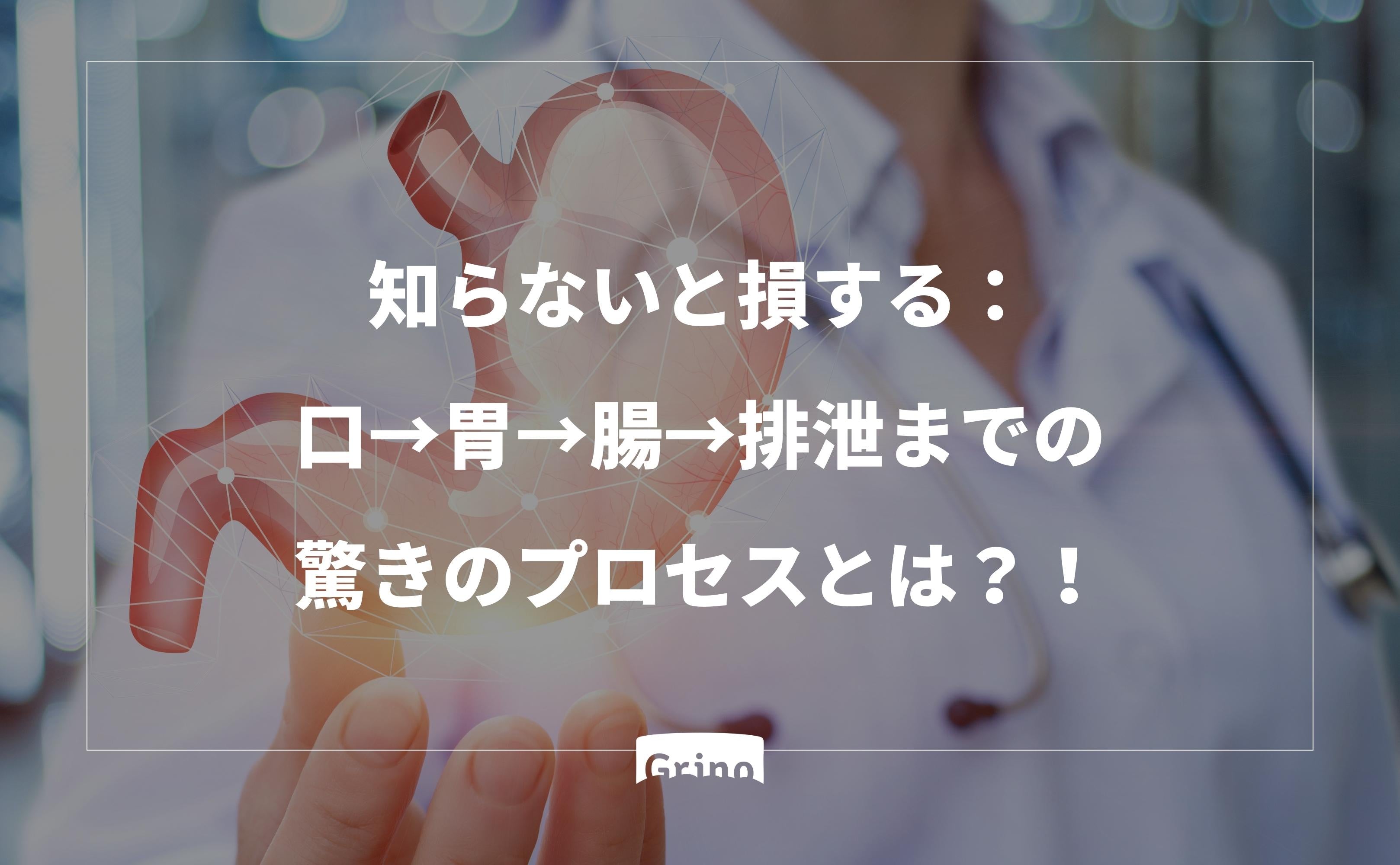 知らないと損する：口→胃→腸→排泄までの驚きのプロセスとは？！ - Grino